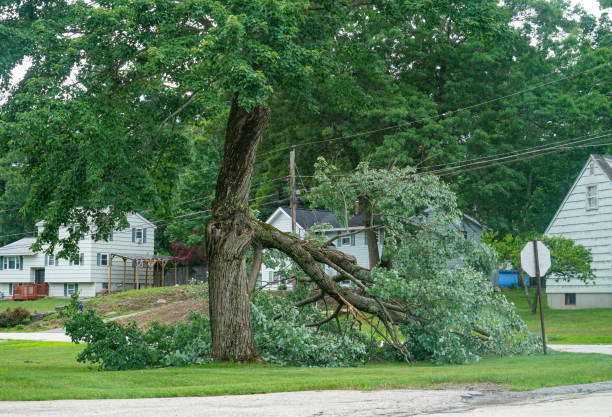 Best Professional Tree Care  in Salem, UT